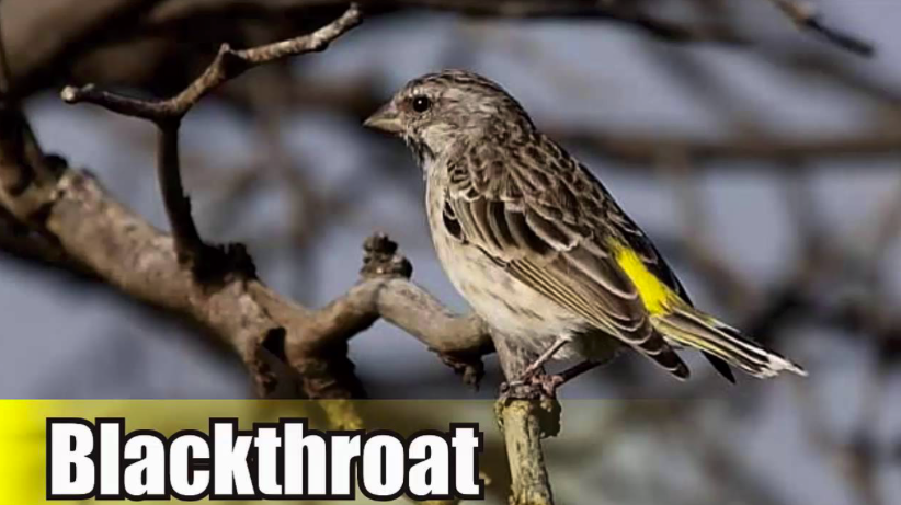 Burung-Blackthroat
