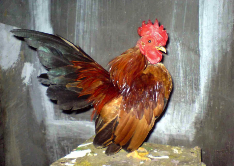Info Ayam Serama Harga Tahun 2021 Ciri Ciri Cara Perawatan