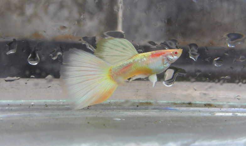 ikan-guppy-albino