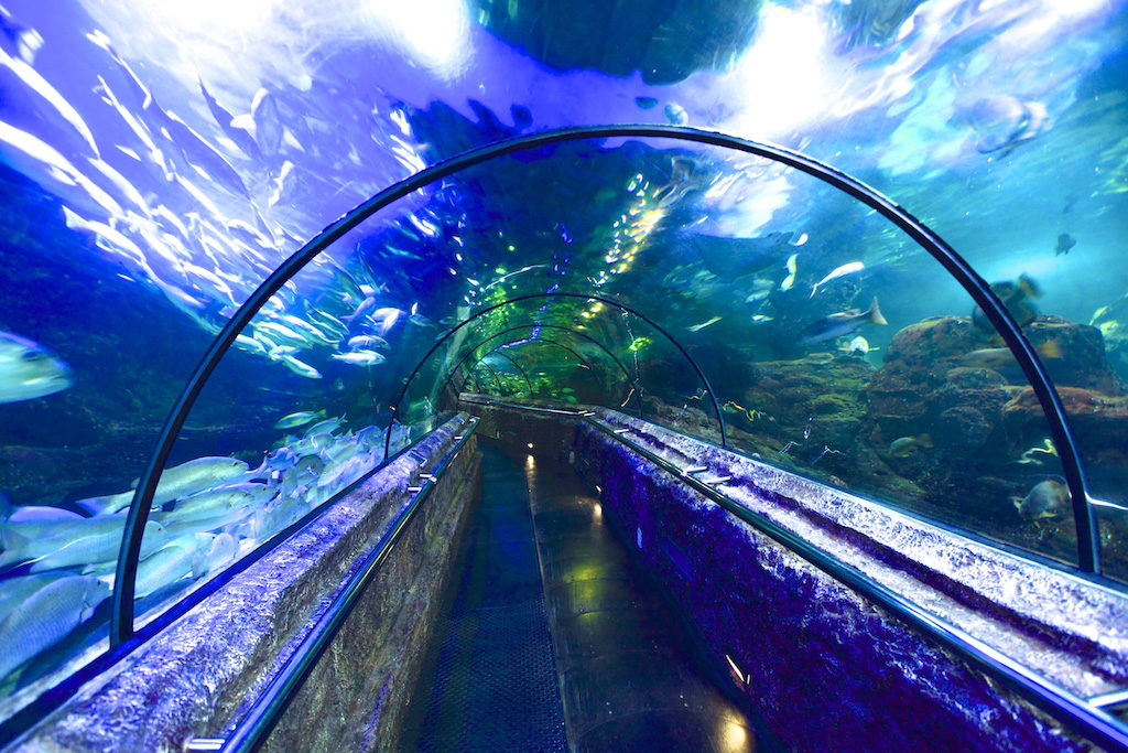 √Info Lengkap Seaworld: Harga Tiket 2022, Wahana, Alamat Aquarium