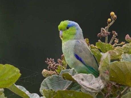 Burung Pacific Parrotlet