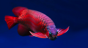 √ikan arwana super red: harga terbaru 2021, jenis, cara