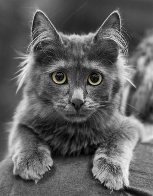 Anak Kucing Anggora Abu-Abu