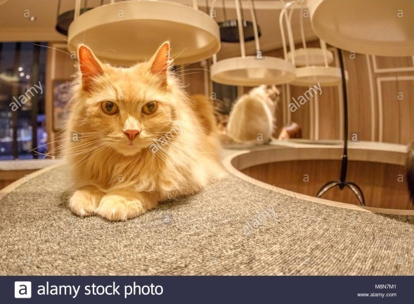 Kucing Anggora Elegan