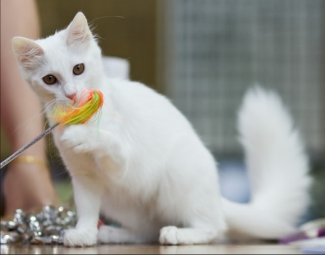 Kucing Anggora Putih Main