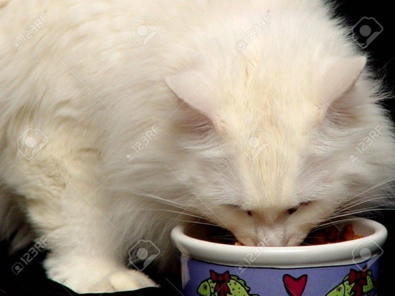 Kucing Anggora Makan
