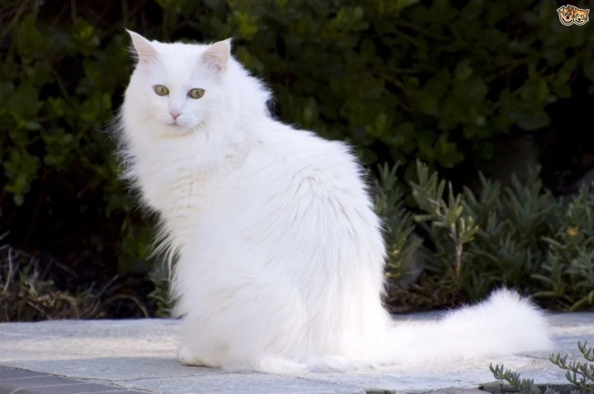 Kucing Persia Bulu Putih