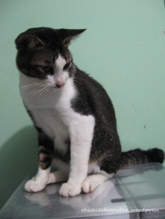 √ Info Kucing Kampung: Jenis, Kelebihan, Tips Merawat, Harga 2021!