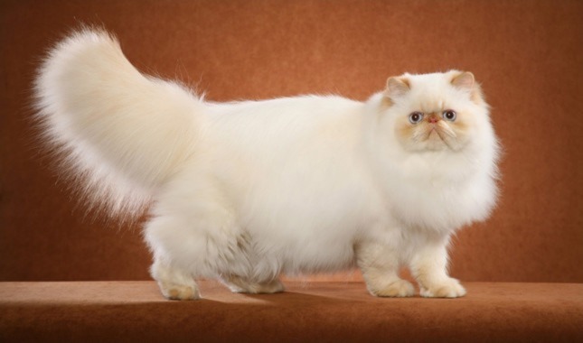 Kucing Persia Himalaya Putih Lucu