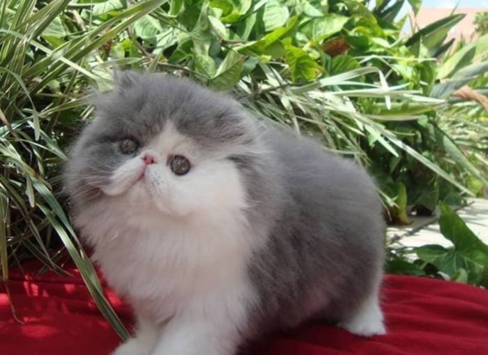 Kucing Persia Peaknose dari Depan