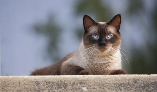 Bulu dan Mata Kucing Siam