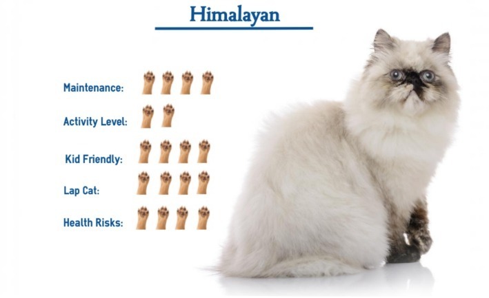 Kuku Kucing Himalaya