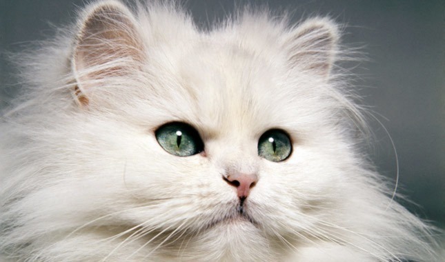 Gambar Wajah Kucing Persia