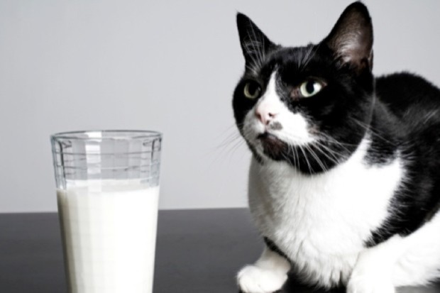 Kucing Minum Susu