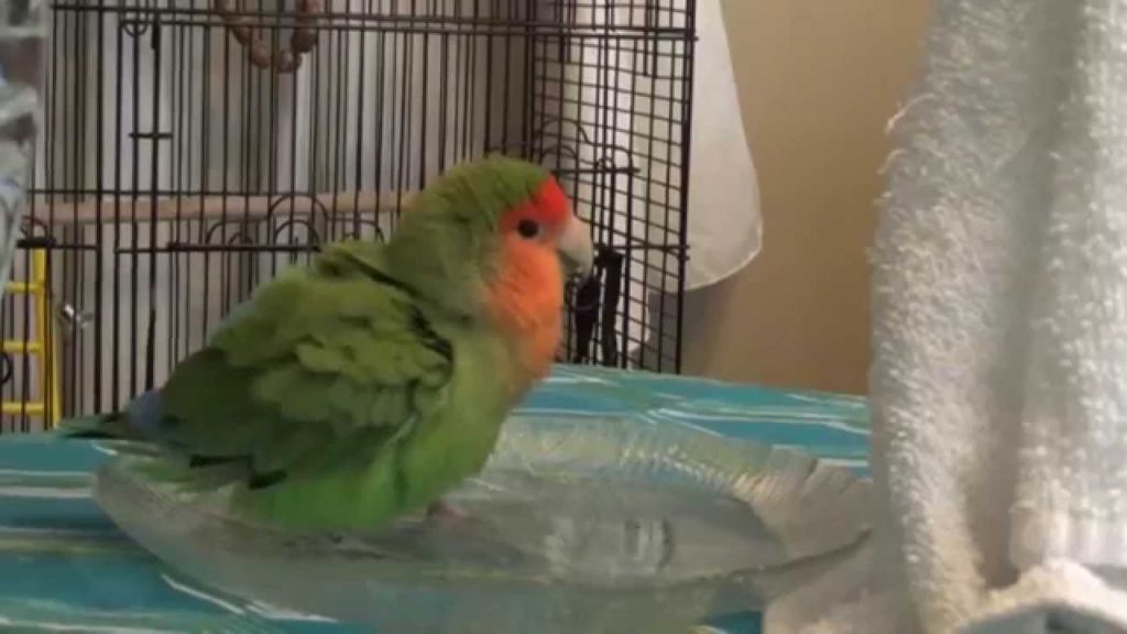 burung Lovebird mandi