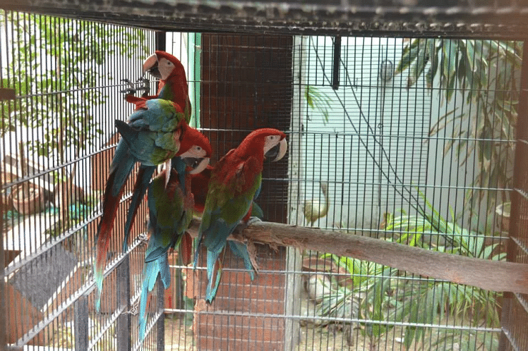 cara merawat burung macaw