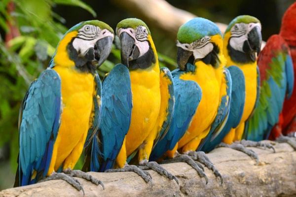 cara ternak burung macaw