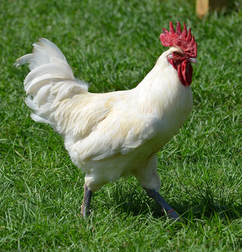 gambar ayam Bresse