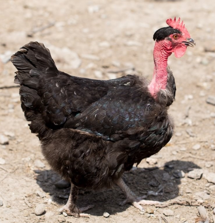gambar ayam Turken Naked Neck