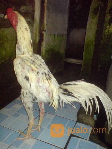 gambar ayam bangkok blorok