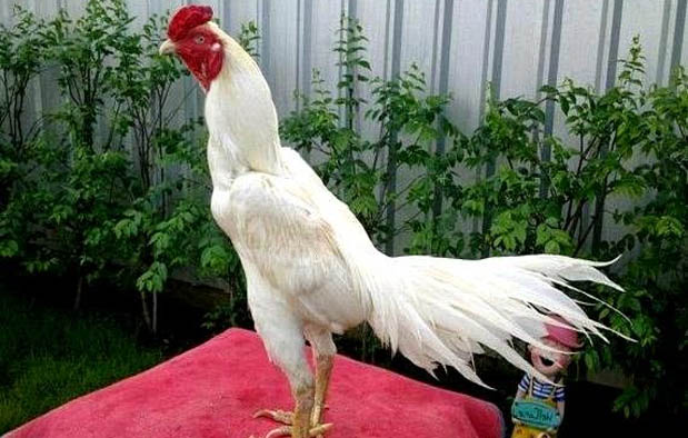 gambar ayam bangkok putih