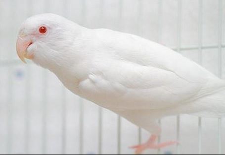 gambar burung labet albino