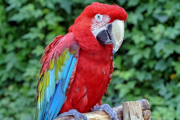 gambar burung macaw green winged