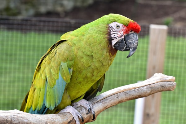 gambar burung macaw military