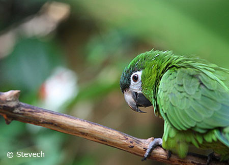gambar burung macaw noble