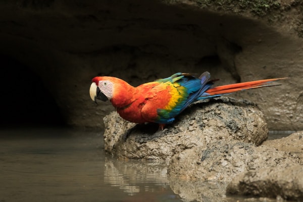 gambar burung macaw scarlet