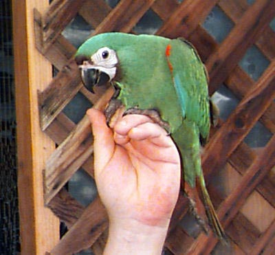 gambar burung macaw severa