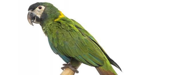 gambar burung macaw yellow collared
