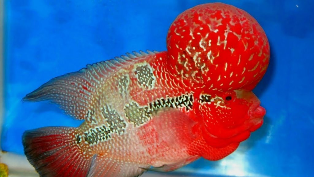 gambar ikan louhan super red dragon
