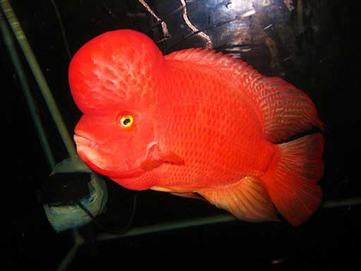 gambar ikan louhan super red monkey