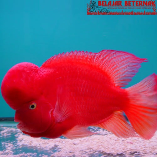 gambar ikan louhan super red synspilum