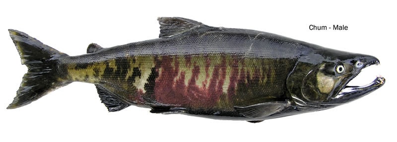 gambar ikan salmon anjing