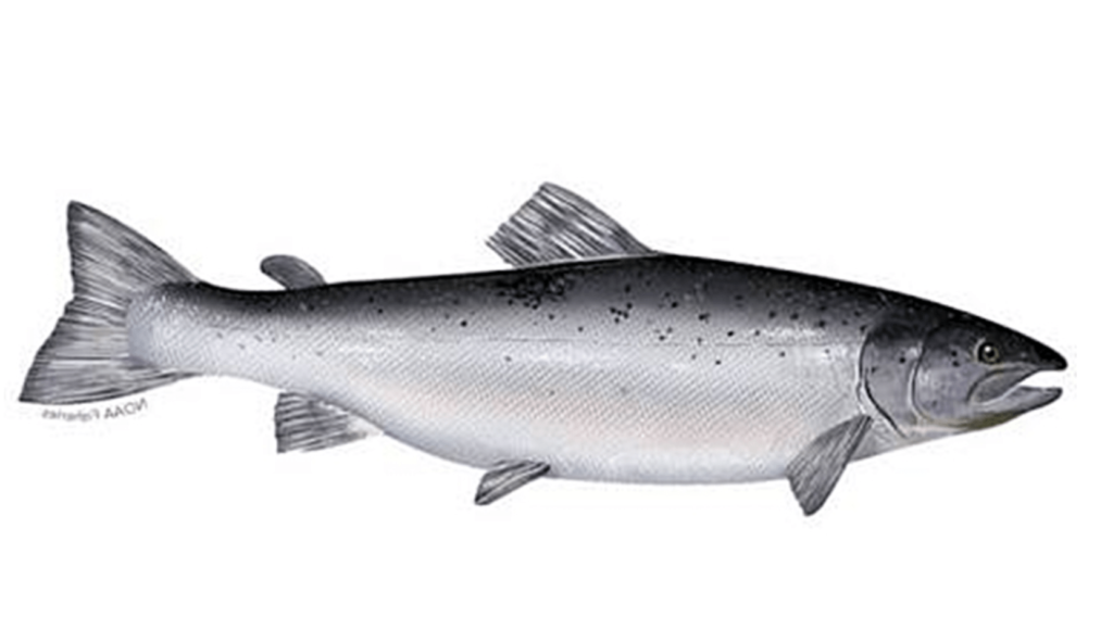 gambar ikan salmon atlantik