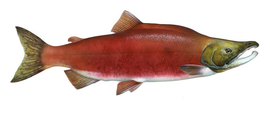 gambar ikan salmon merah