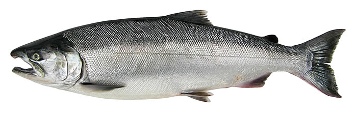 gambar ikan salmon perak