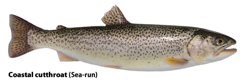 gambar ikan salmon pesisir