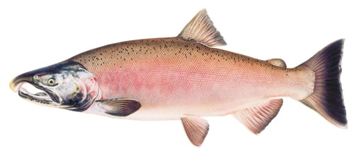 gambar ikan salmon pink