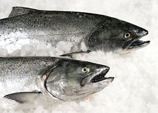 gambar ikan salmon raja