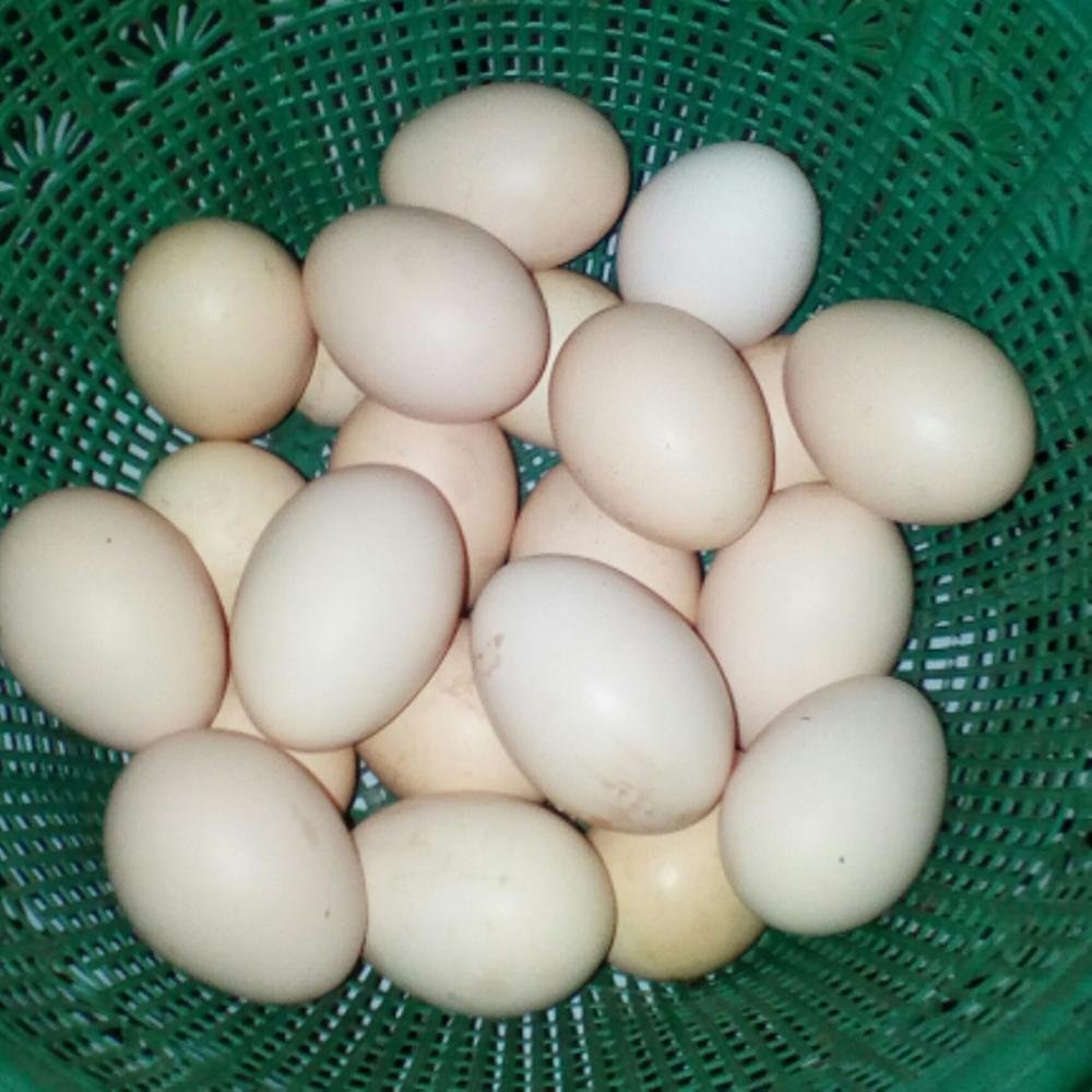   Info Telur Ayam  Harga Jenis Menu Olahan Enak dan Cara 