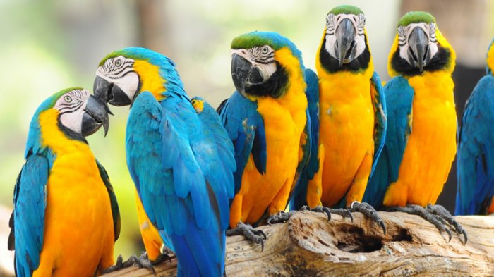 jenis burung macaw