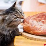 Daging Makanan Kucing Favorit