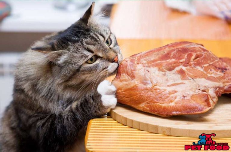 √Info Makanan Kucing: Harga Terbaru Tahun 2021, Semua Merk, Alami