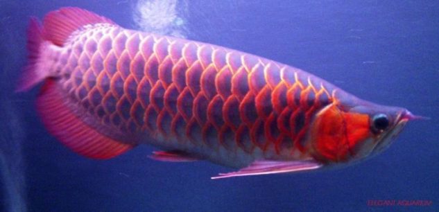 Ikan Arwana Super Red Chili