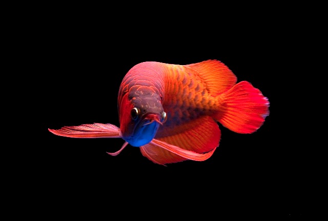 Ikan Arwana Super Red Sisik Naga