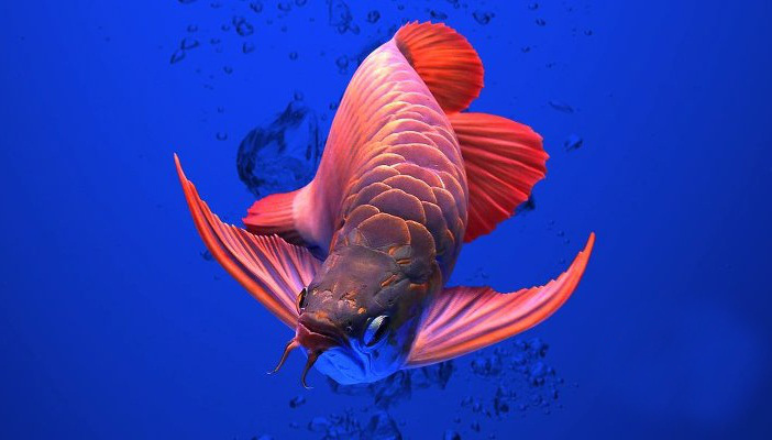 Ikan Arwana Super Red Termahal