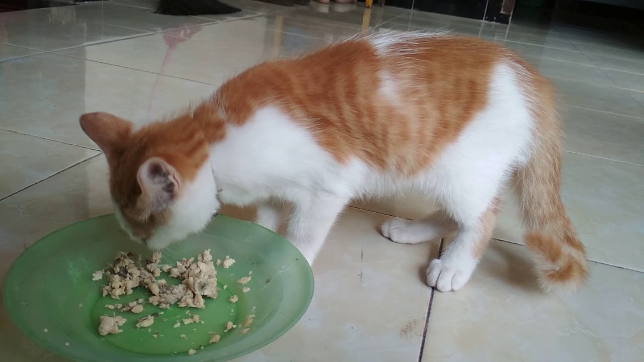 √Info Makanan Kucing: Harga Terbaru Tahun 2021, Semua Merk, Alami